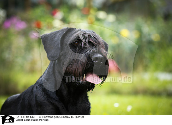 Giant Schnauzer Portrait / RR-85133