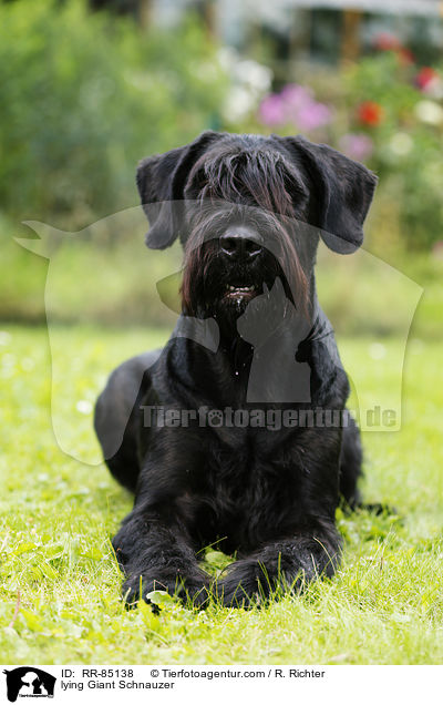 lying Giant Schnauzer / RR-85138