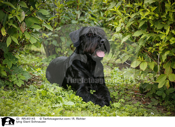 lying Giant Schnauzer / RR-85145