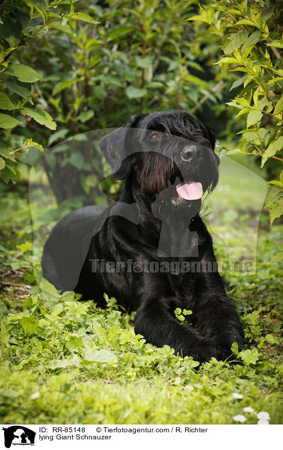 lying Giant Schnauzer / RR-85148