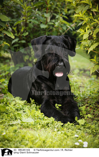 lying Giant Schnauzer / RR-85149