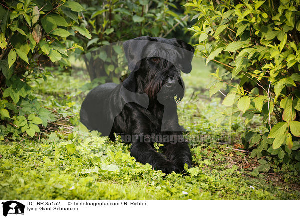 lying Giant Schnauzer / RR-85152