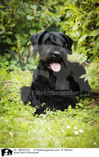 lying Giant Schnauzer / RR-85157