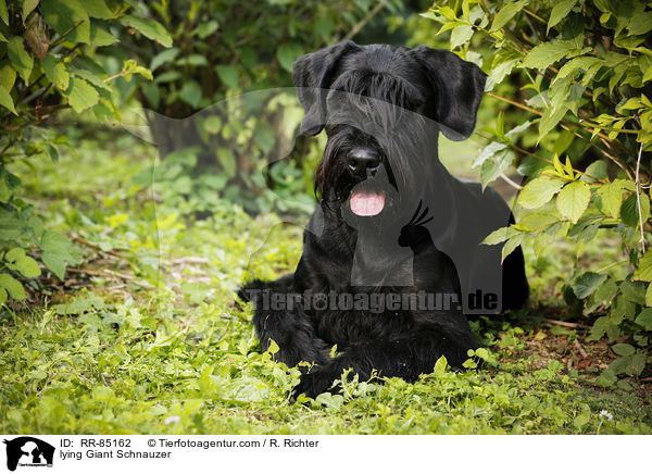 lying Giant Schnauzer / RR-85162