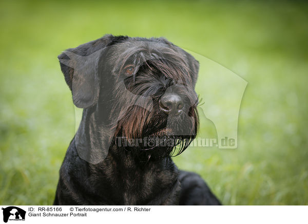 Giant Schnauzer Portrait / RR-85166