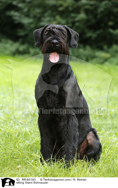 sitting Giant Schnauzer / RR-85183