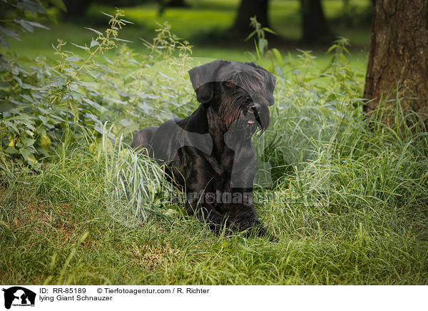 lying Giant Schnauzer / RR-85189