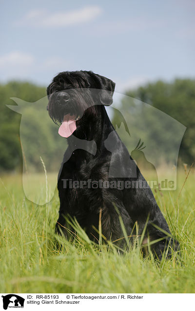 sitting Giant Schnauzer / RR-85193