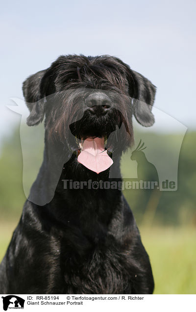 Giant Schnauzer Portrait / RR-85194