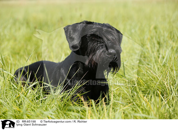 lying Giant Schnauzer / RR-85198