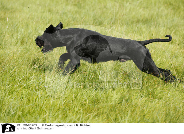 running Giant Schnauzer / RR-85203