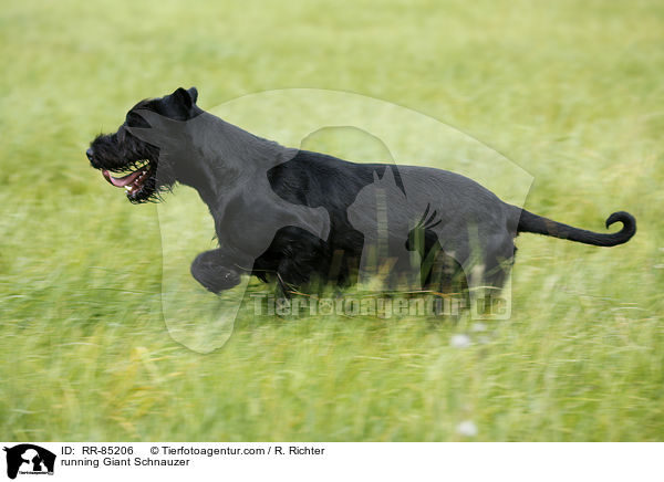 running Giant Schnauzer / RR-85206