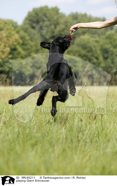 playing Giant Schnauzer / RR-85211