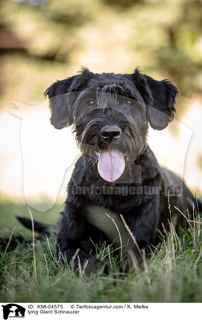 lying Giant Schnauzer / KMI-04575