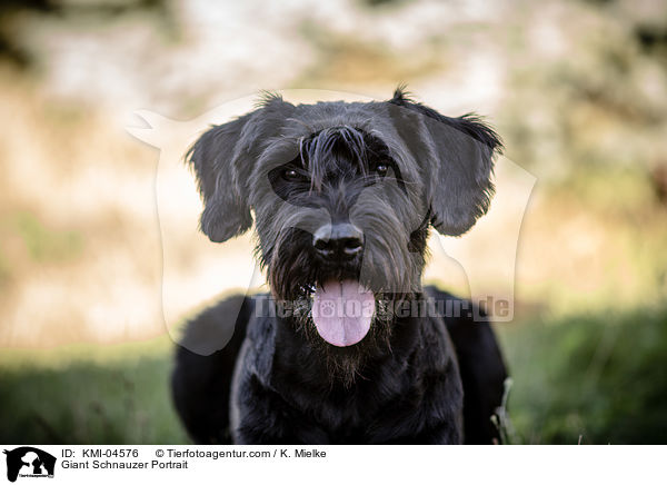 Giant Schnauzer Portrait / KMI-04576