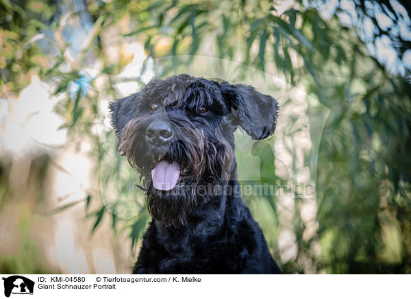 Giant Schnauzer Portrait / KMI-04580