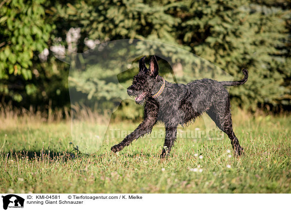 running Giant Schnauzer / KMI-04581