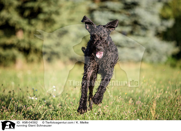 running Giant Schnauzer / KMI-04582