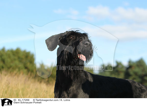 Giant Schnauzer Portrait / KL-17269