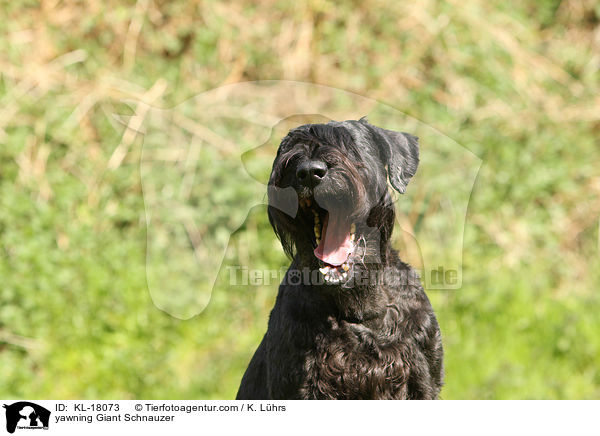 ghnender Riesenschnauzer / yawning Giant Schnauzer / KL-18073