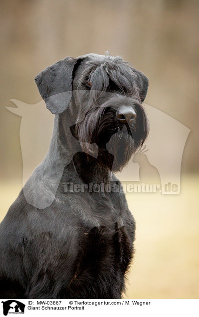 Giant Schnauzer Portrait / MW-03867