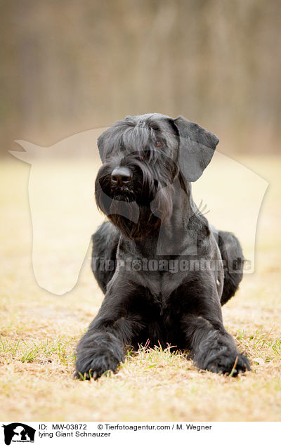 lying Giant Schnauzer / MW-03872