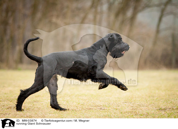 running Giant Schnauzer / MW-03874