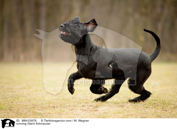 running Giant Schnauzer / MW-03876