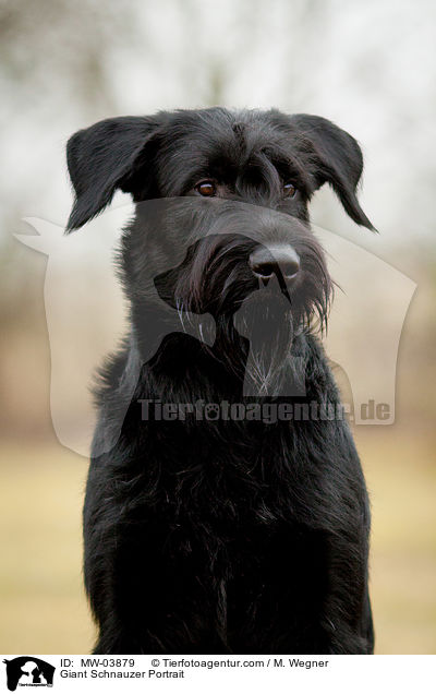 Giant Schnauzer Portrait / MW-03879