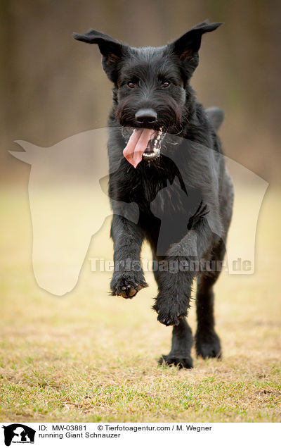 running Giant Schnauzer / MW-03881