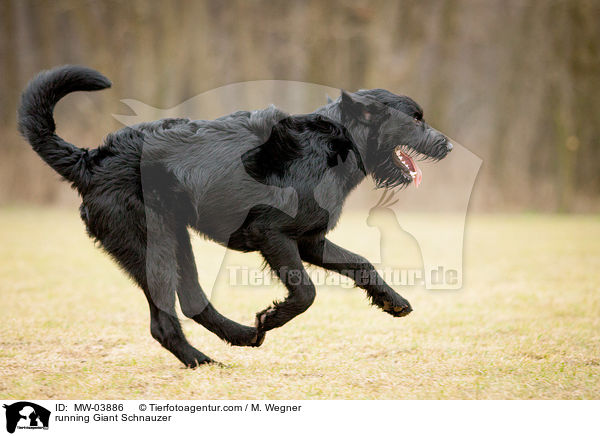 running Giant Schnauzer / MW-03886