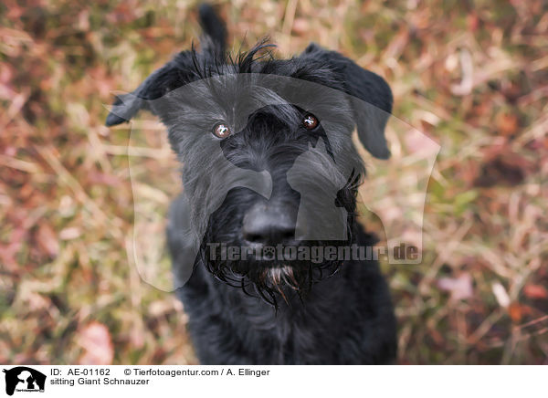 sitzender Riesenschnauzer / sitting Giant Schnauzer / AE-01162