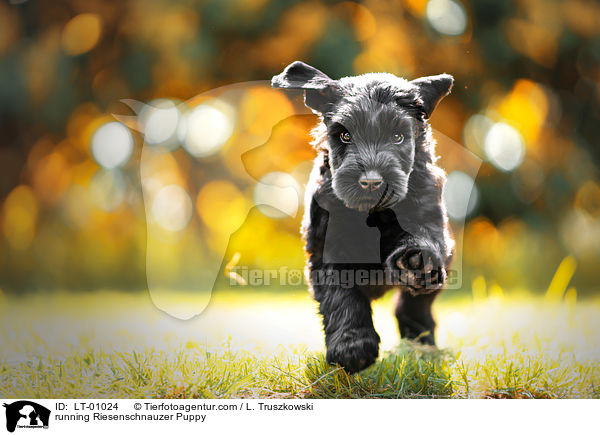 rennender Riesenschnauzer Welpe / running Riesenschnauzer Puppy / LT-01024