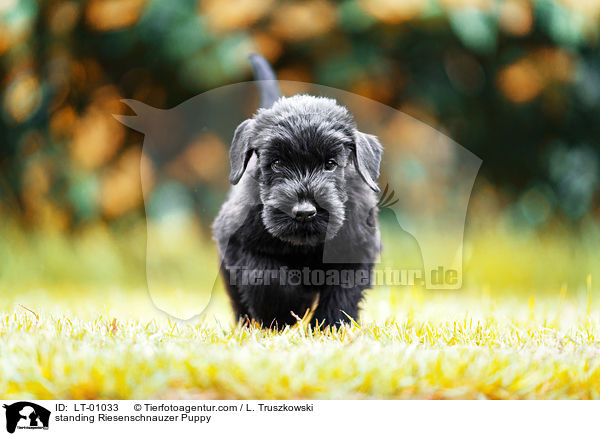 stehender Riesenschnauzer Welpe / standing Riesenschnauzer Puppy / LT-01033