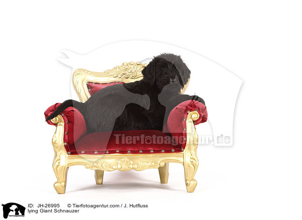 liegender Riesenschnauzer / lying Giant Schnauzer / JH-26995