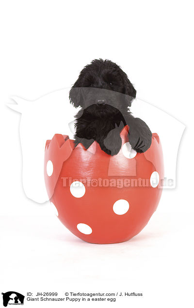 Riesenschnauzer Welpe in einem Osterei / Giant Schnauzer Puppy in a easter egg / JH-26999