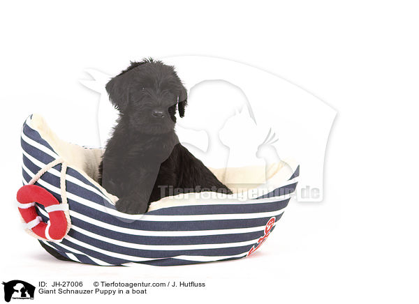 Riesenschnauzer Welpe in einem Boot / Giant Schnauzer Puppy in a boat / JH-27006