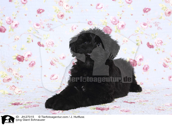 lying Giant Schnauzer / JH-27015