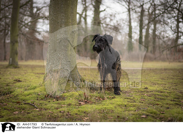 stehender Giant Schnauzer / AH-01793