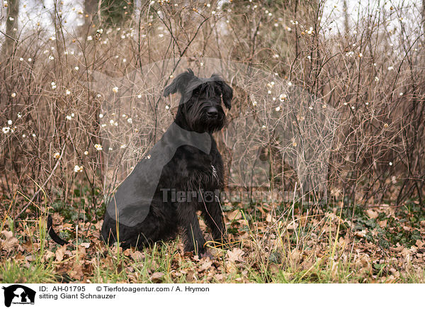 sitting Giant Schnauzer / AH-01795