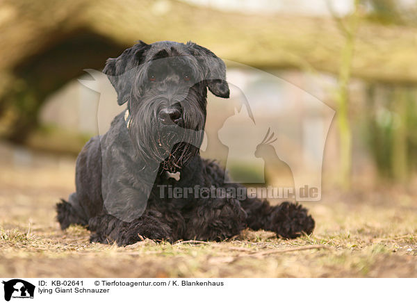 liegender Riesenschnauzer / lying Giant Schnauzer / KB-02641