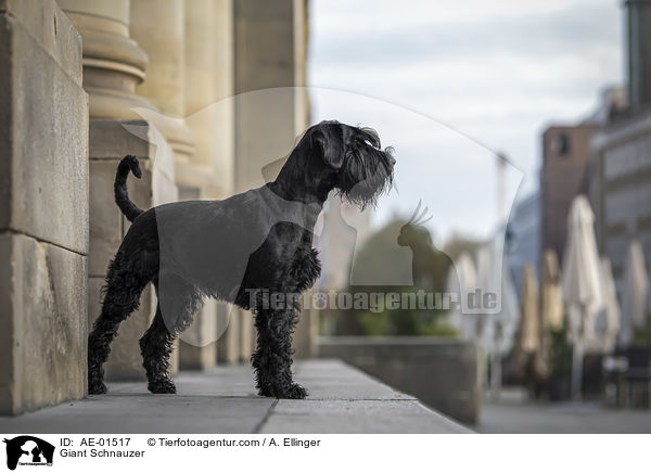 Giant Schnauzer / AE-01517