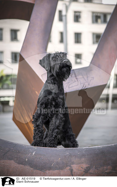 Giant Schnauzer / AE-01519