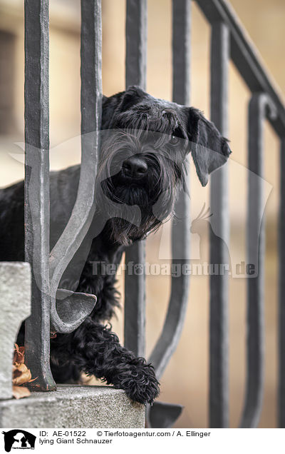 lying Giant Schnauzer / AE-01522