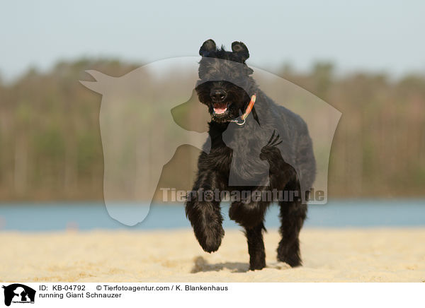 running Giant Schnauzer / KB-04792