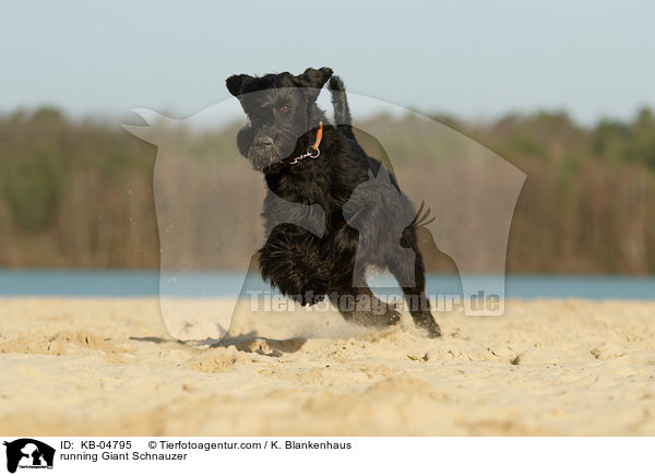 running Giant Schnauzer / KB-04795