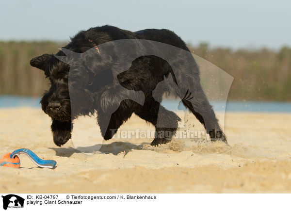 playing Giant Schnauzer / KB-04797