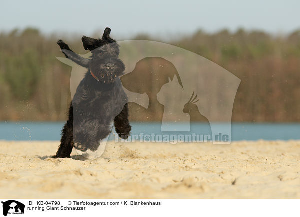 running Giant Schnauzer / KB-04798