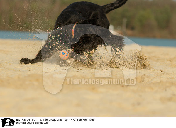 spielender Riesenschnauzer / playing Giant Schnauzer / KB-04799