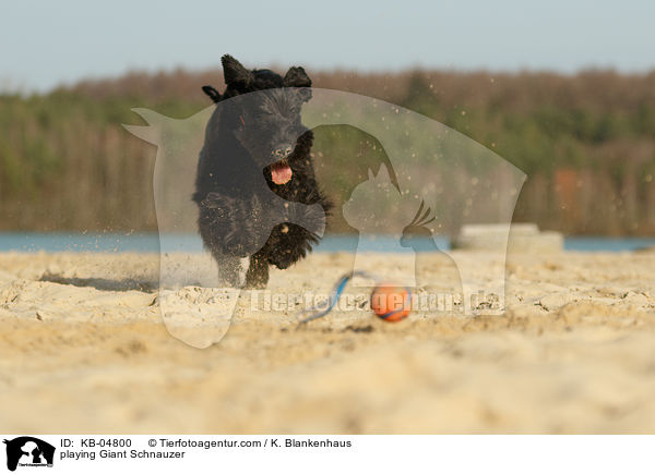 playing Giant Schnauzer / KB-04800